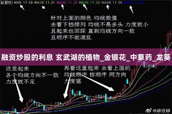 融资炒股的利息 玄武湖的植物_金银花_中草药_龙葵